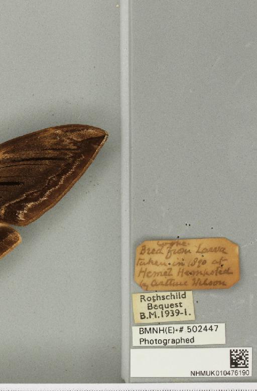 Sphinx ligustri ab. brunnea Tutt, 1904 - NHMUK_010476190_label_533913