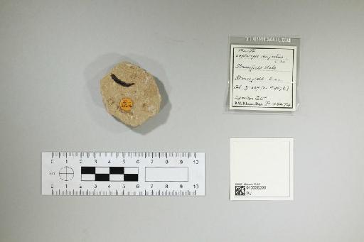 Leptolepis disjectus Woodward, 1895 - 010035293_L010097748