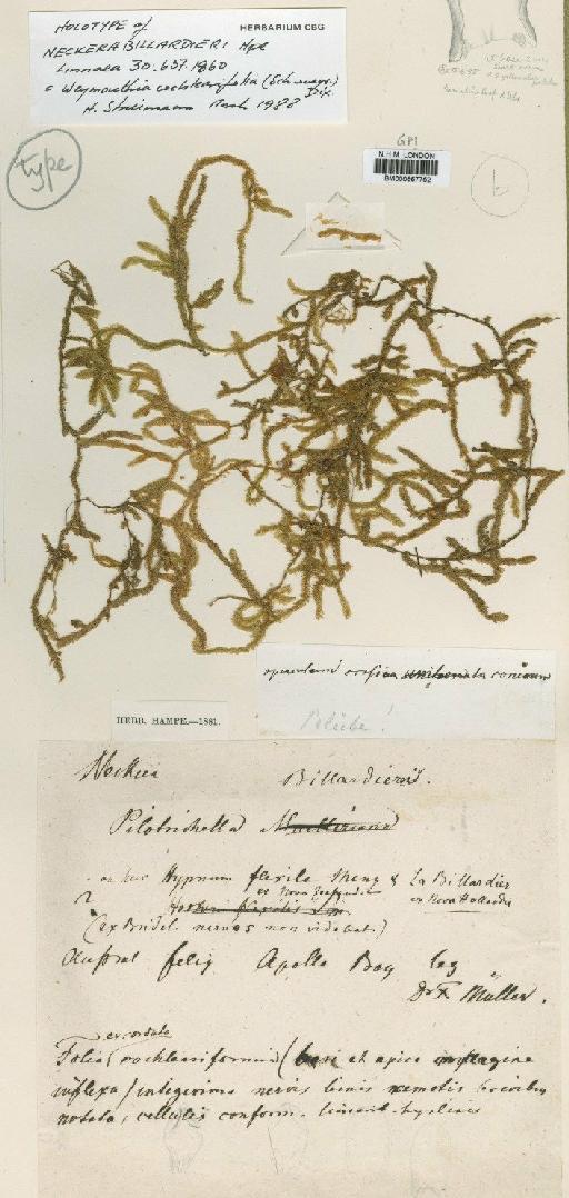 Weymouthia cochlearifolia (Schwägr.) Dixon - BM000667752