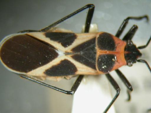 Tropidothorax fimbriatus Dallas - Hemiptera: Tropidothorax Fim2