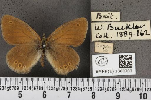 Coenonympha tullia (Müller, 1764) - BMNHE_1380202_167894