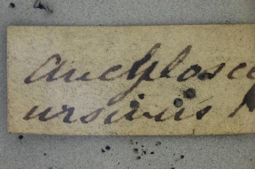 Ancylosceles ursinus Haliday in Curtis et al., 1836 - Ancylosceles_ursinus-NHMUK010265363-male-syntype-label_1a