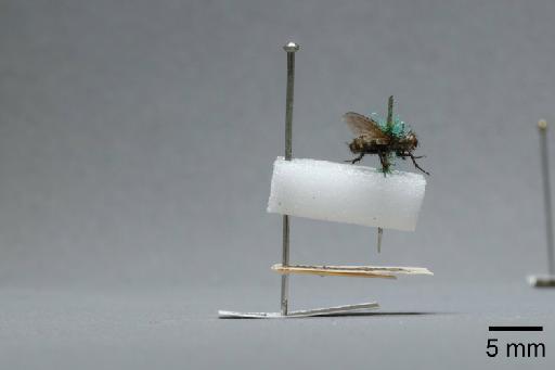 Sarcophaga (Myorhina) nigriventris Meigen, 1826 - 015091655_lateral