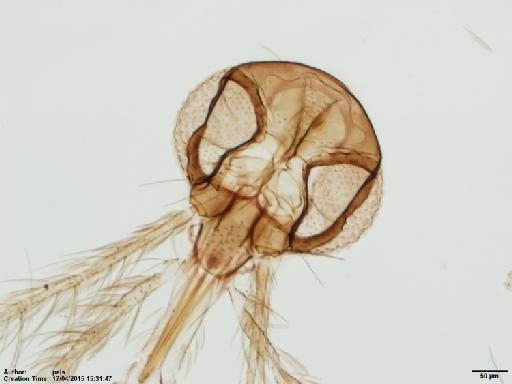 Lutzomyia (Micropygomyia) cayennensis maciasi Fairchild & Hertig, 1948 - Lutzomyia_c_maciasi-BMNH(E)1722036_PT-female_head-10x.tif