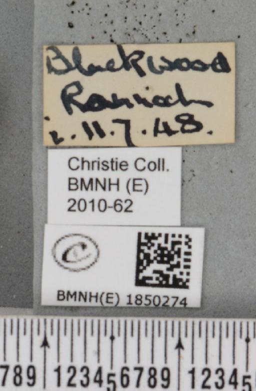 Macaria brunneata (Thunberg, 1784) - BMNHE_1850274_label_423554