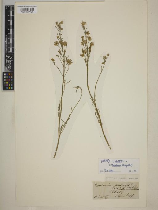 Cardamine mathioli hybrid - BM013397042