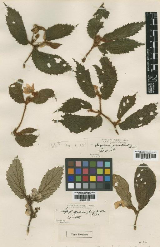 Begonia frutecella Ridl. - BM000884382