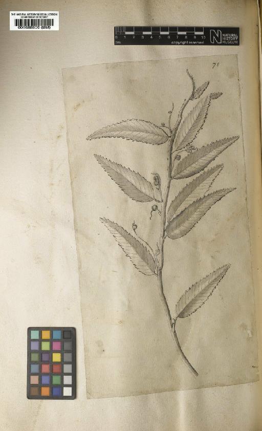 Croton palustris L. - BM000588899