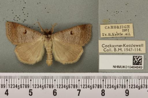Lygephila pastinum ab. ludicra Haworth, 1809 - NHMUK_010484849_540797