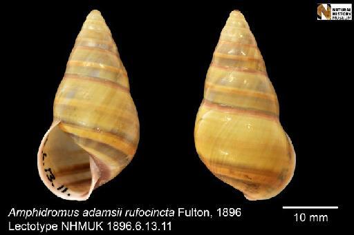 Amphidromus adamsii rufocincta Fulton, 1896 - 1896.6.13.11, LECTOTYPE, Amphidromus adamsii rufocincta Fulton, 1896