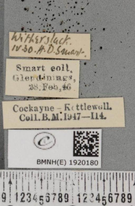 Ematurga atomaria (Linnaeus, 1758) - BMNHE_1920180_label_485956