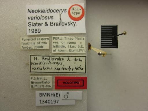 Neokleidocerys variolosus Slater & Brailovsky, 1989 - Neokleidocerys variolosus-BMNH(E)1340197-Holotype male dorsal & labels