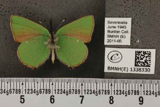 Callophrys rubi rubi (Linnaeus, 1758) - BMNHE_1338330_132901