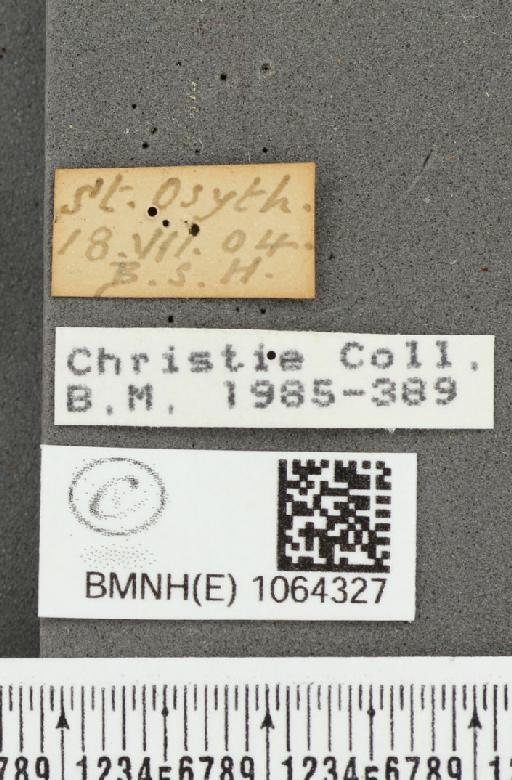 Coenonympha pamphilus ab. obliquajuncta Leeds, 1950 - BMNHE_1064327_label_25504