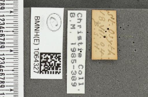 Coenonympha pamphilus ab. obliquajuncta Leeds, 1950 - BMNHE_1064327_label_25504