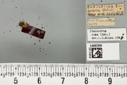 Ceratitis (Pterandrus) quilicii De Meyer et al., 2016 - BMNHE_1466368_26925