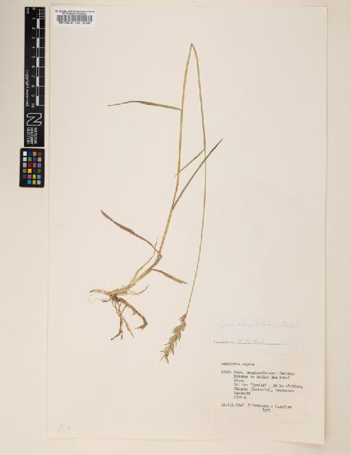 Elymus repens subsp. elongatiformis (Drobow) Melderis - 000064133