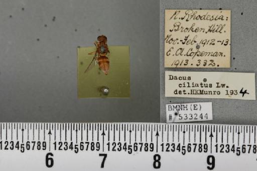 Dacus (Didacus) ciliatus Loew, 1862 - BMNHE_533244_38199