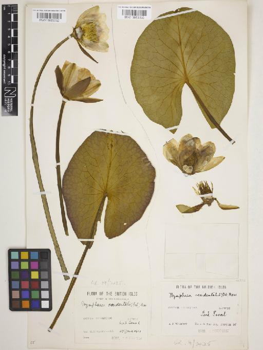 Nymphaea alba subsp. occidentalis (Ostenf.) Hyl. - 013863333
