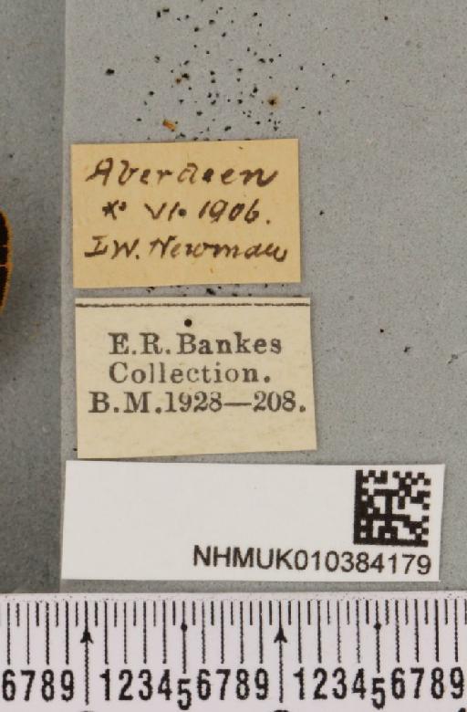 Parasemia plantaginis insularum Seitz, 1910 - NHMUK_010384179_label_511556