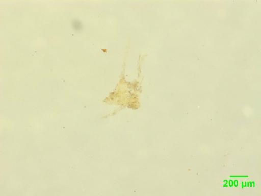 Scaphidiinae Latreille, 1806 - 010189094__