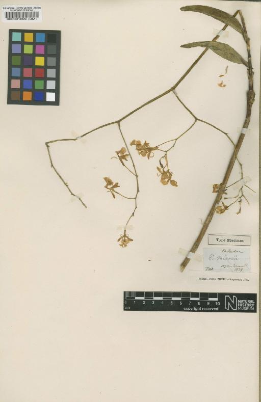 Epidendrum miersii Lindl. - BM000091899