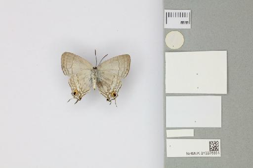 Hypolycaena phorbas furvae Tennent, 2016 - 013376851_Hypolycaena_phorbas_furvae_Tennent_2016_PT_1