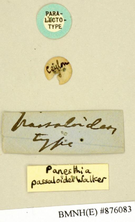 Panesthia passaloides Walker, 1868 - Panesthia passaloides Walker, F, 1868, female, paralectotype, labels. Photographer: Edward Baker. BMNH(E)#876083