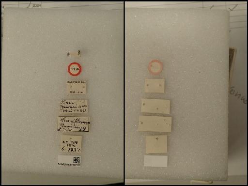 Sympiesis hawaiiensis (Ashmead, 1901) - Sympiesis hawaiiensis (Ashmead, 1901) NHMUK010198728 Hym Type 5.1297 labels