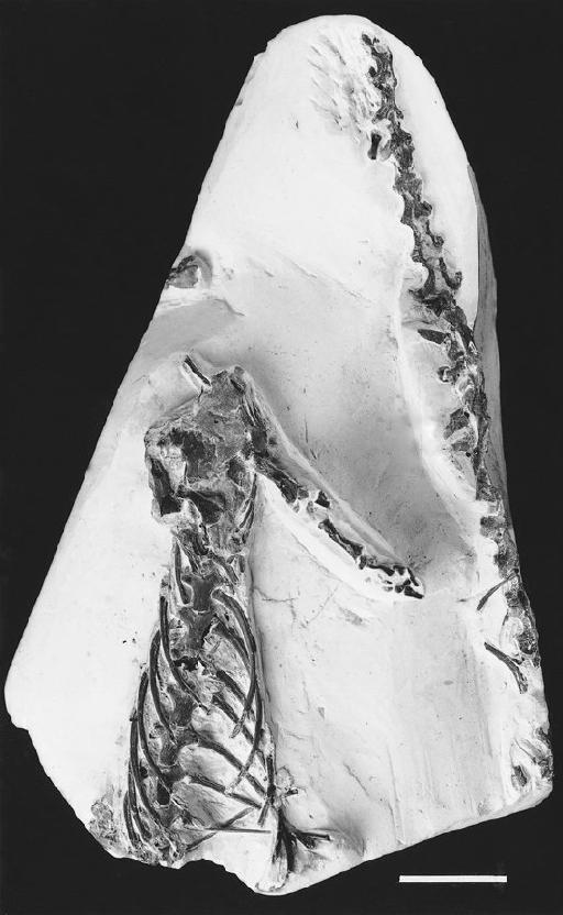Dolichosaurus longicollis Owen - NHMUK PV OR 49907