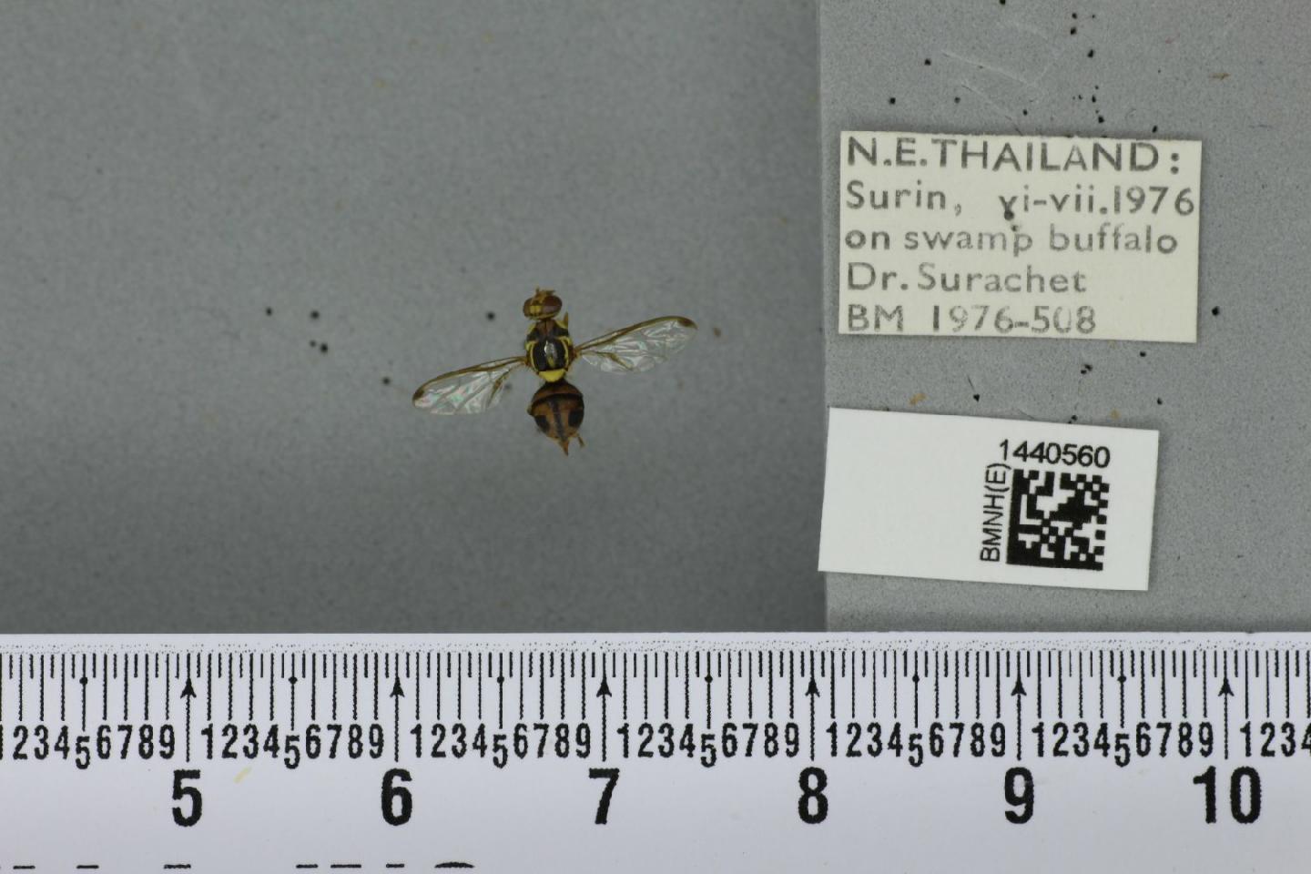 Bactrocera isolata