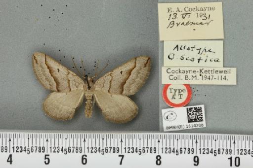 Scotopteryx mucronata scotica (Cockayne, 1940) - BMNHE_1614208_303598