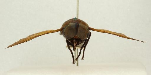 Tabanus tinctothorax Ricardo, 1911 - Tabanus_tinctothorax-010210448-head_frontal