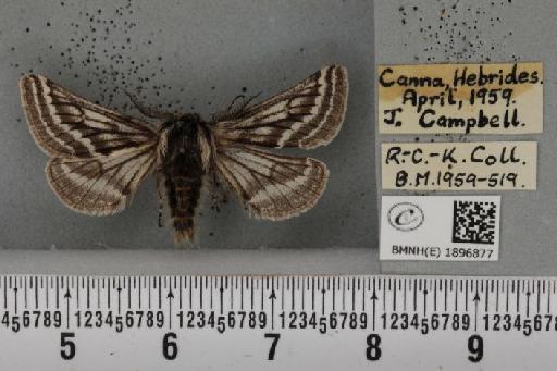 Lycia zonaria britannica (Harrison, 1912) - BMNHE_1896877_459811