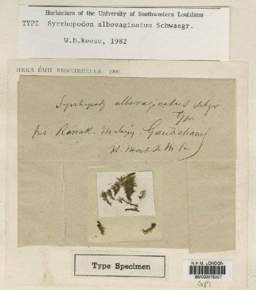 Syrrhopodon albovaginatus Schwägr. - BM000675307