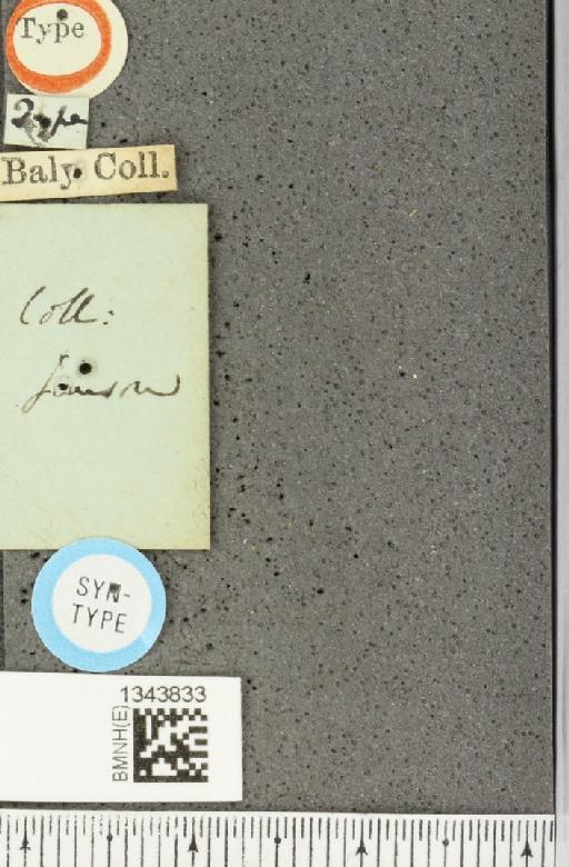 Lilioceris (Chujoita) gibba (Baly, 1861) - BMNHE_1343833_a_label_13923