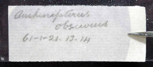 Auchenipterus obscurus Günther, 1863 - 1864.1.21.13-14; Auchenipterus obscurus; image of jar label; ACSI project image