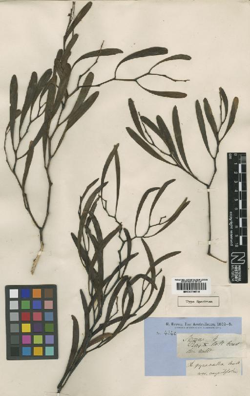 Acacia gillii Maiden & Blakely - BM000796718