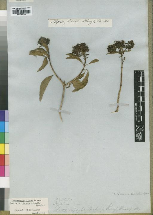 Clerodendrum glabrum Mey - BM000923598