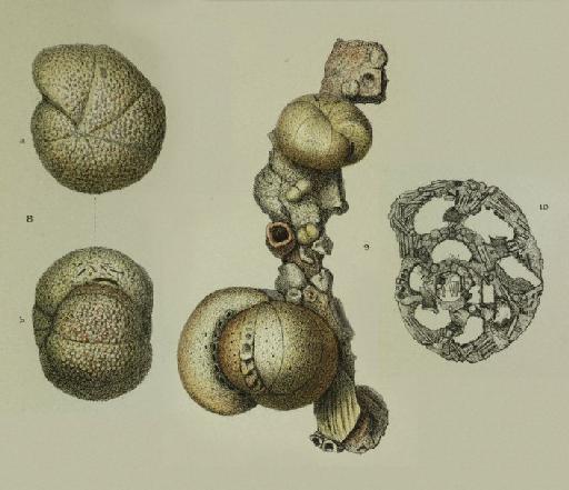 Haplophragmium latidorsatum (Bornemann, 1855) - ZF1545_34_10_Cribrostomoides_subglobosus.jpg