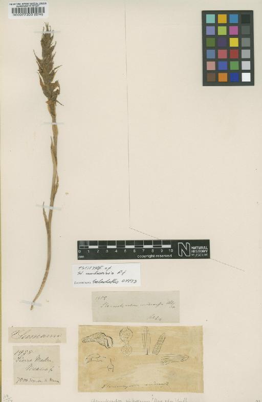 Stenorrhynchos michoacana (La Llave & Lex.) Lindl. - BM000077336