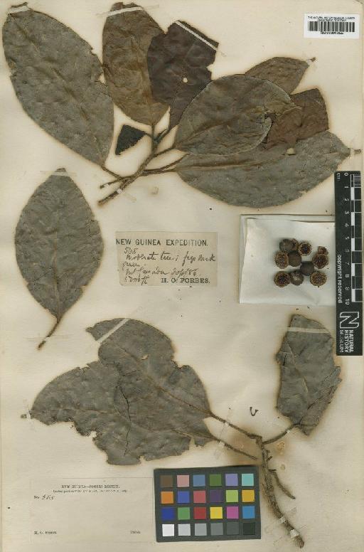 Ficus casearioides King - BM000951844