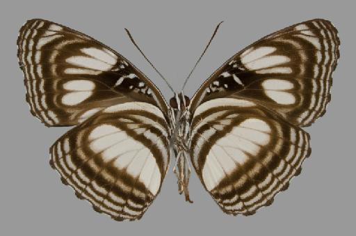Neptis barnsi Eltringham - BMNH(E)#1719034_Neptis_barnsi_Eltringham_holotype_male_ventral
