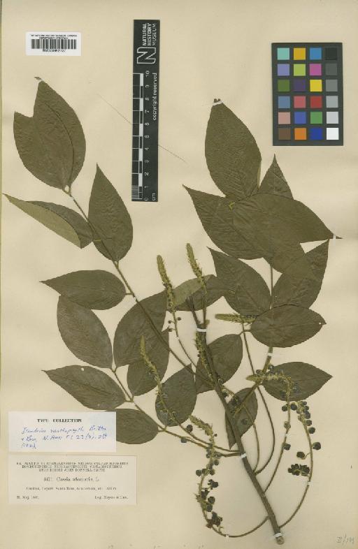 Senna mollissima var. glabrata (Benth.) H.S.Irwin & Barneby - BM000952127