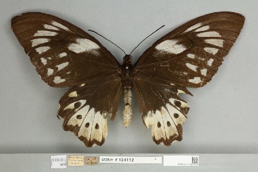 Ornithoptera priamus pronomus Gray, 1852 - 013604133__