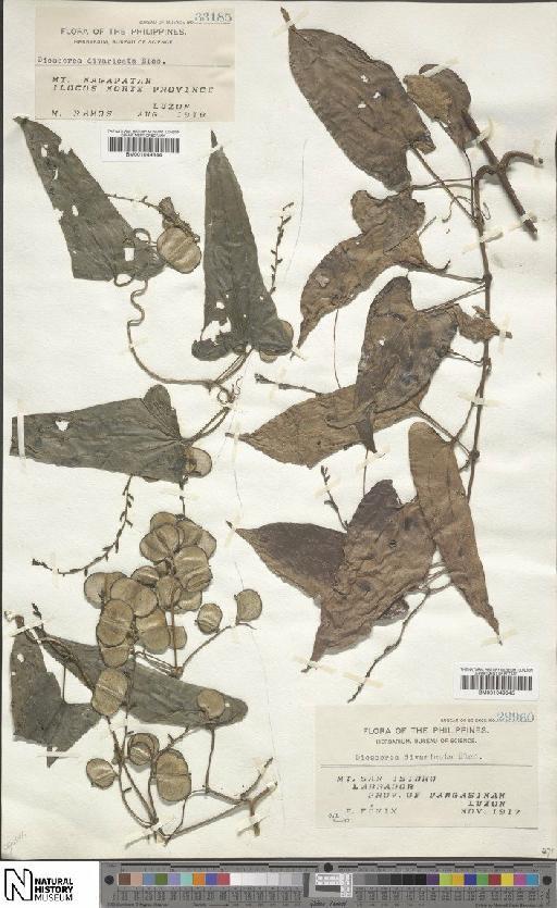 Dioscorea divaricata Blanco - BM001049844