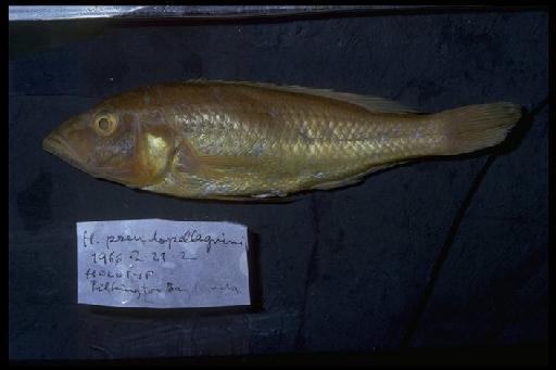 Haplochromis pseudopellegrini Greenwood, 1967 - Haplochromis pseudopellagrini; 1966.2.21.2