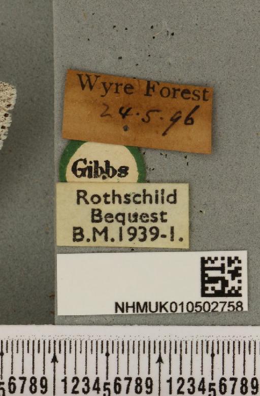 Acronicta leporina ab. grisea Cochrane, 1906 - NHMUK_010502758_label_560808