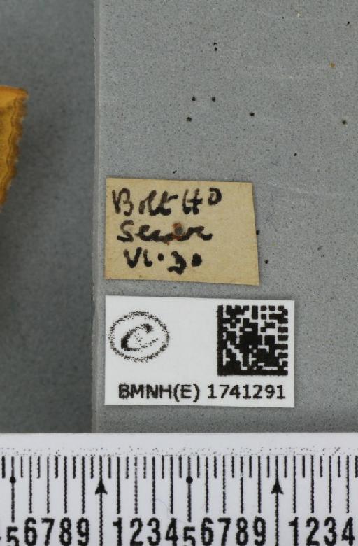 Camptogramma bilineata bilineata (Linnaeus, 1758) - BMNHE_1741291_label_315223