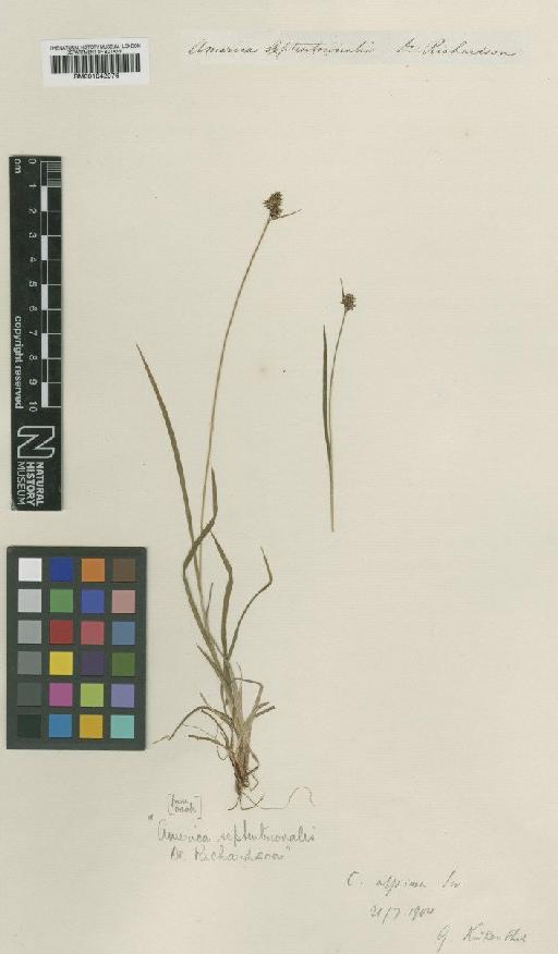 Carex vahlii Schkuhr - BM001042076